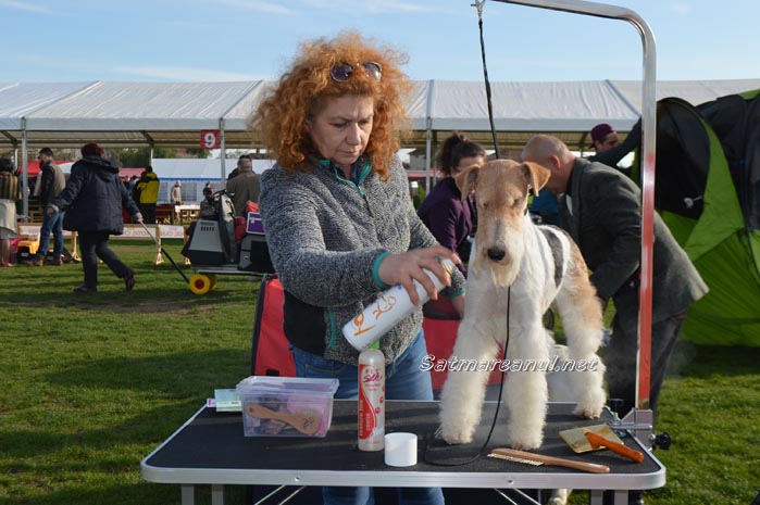 A început „International Dog Show” Satu Mare (Galerie foto)