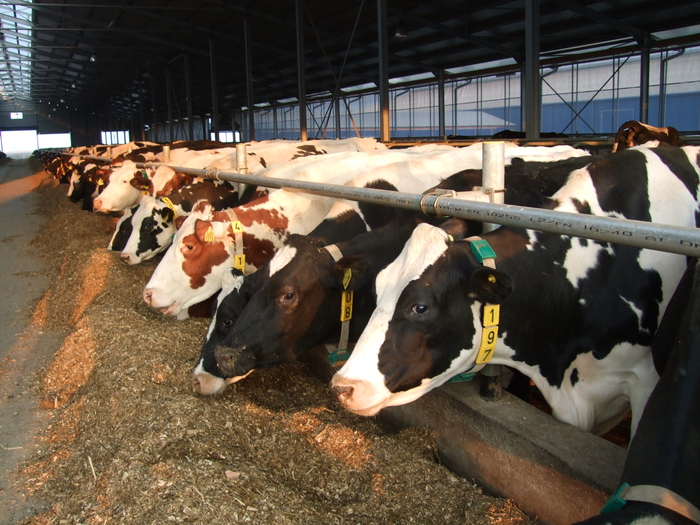 17 ferme de vaci din județul Satu Mare s-au închis în acest an