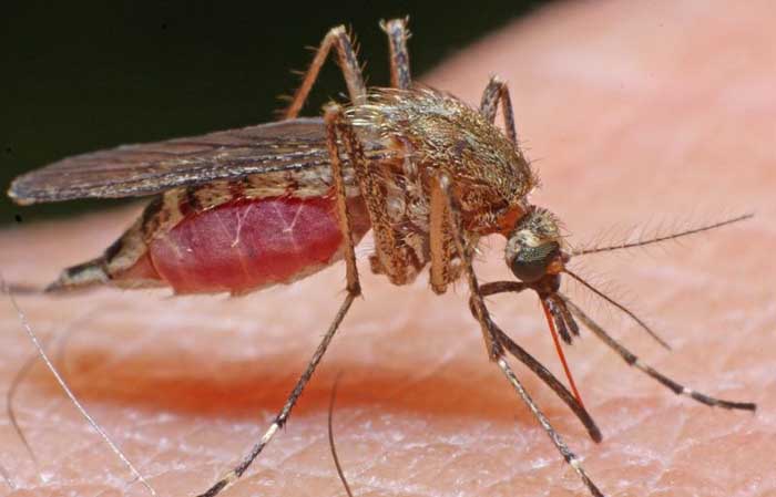 Cum să scapi de țânțari