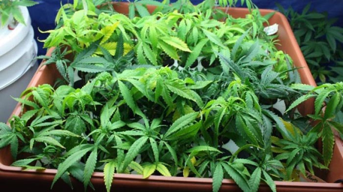 Proprietarii culturii de cannabis din Bixad, arestați preventiv