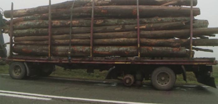 Se fură lemne cu TIR-ul. Șofer amendat cu 2.000 de lei