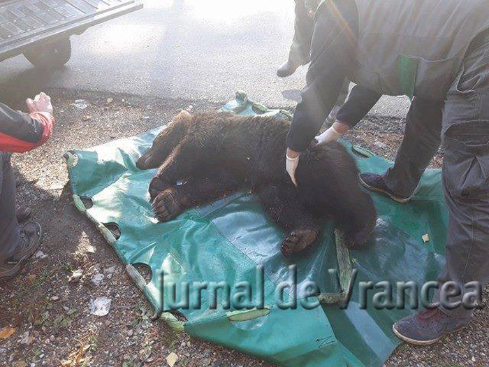 O mașină din Satu Mare a lovit un urs. Cum s-a întâmplat (Video)