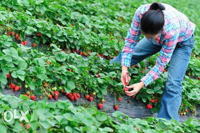 Se caută muncitori pentru recoltat căpșuni în Spania