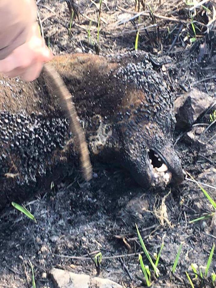 Cruzime fără margini ! Cadavrul unui câine, găsit lângă un drum din Satu Mare (Imagini șocante)