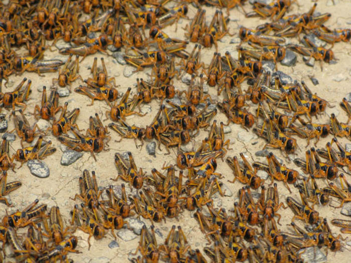 Invaziile de lăcuste care au nenorocit zona Ardudului. Povești vechi de peste 200 de ani
