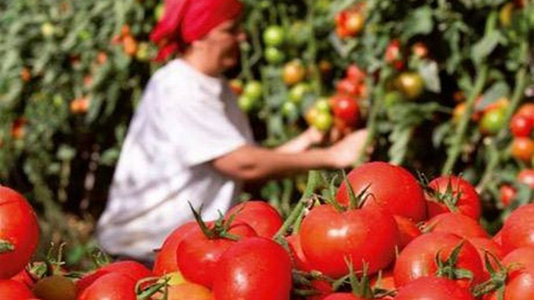 Prelungirea termenului privind sprijinul financiar pentru producătorii de tomate