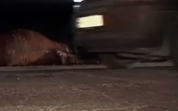 Doi cai spulberați pe o stradă din județ