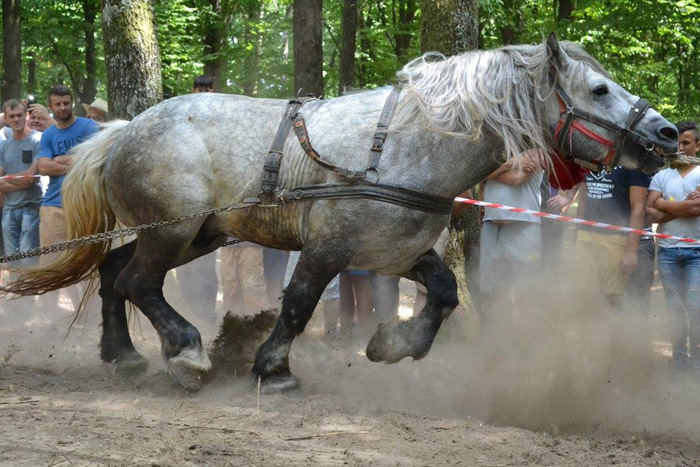 Concursul cailor putere la Valea Măriei. Vezi câștigătorii competiției (Galerie foto)