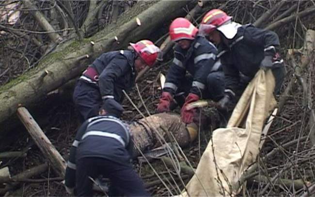 Un bărbat în stare gravă la Urgențe ! Un copac a căzut peste el