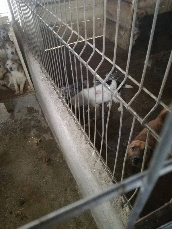 Un nou scandal la „lagărul din Dara”. 70 de câini, uciși