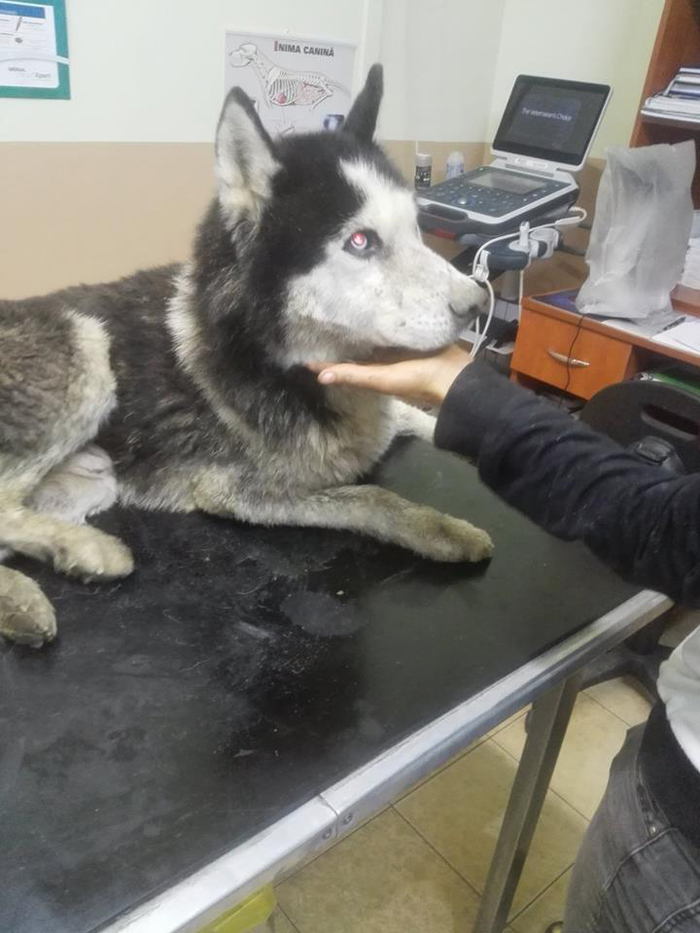Câine aruncat în Someș, salvat în ultimul moment (Foto)