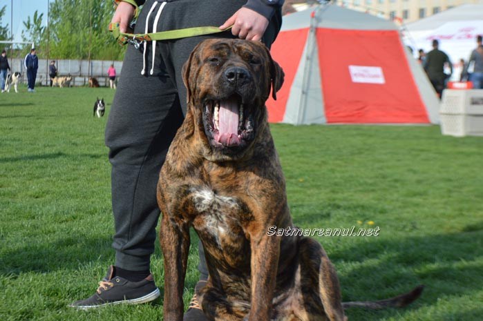 International Dog Show revine la Satu Mare