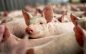 Târgul din Valea Vinului, suspendat temporar din cauza pestei porcine