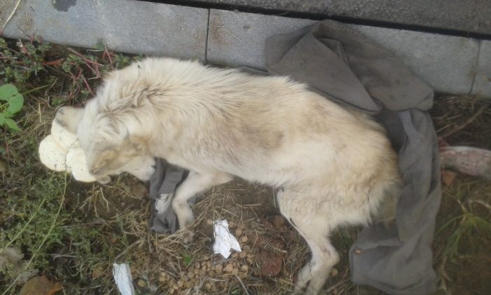 Caine lovit de o masina, lasat sa se chinuie la marginea drumului (Foto)