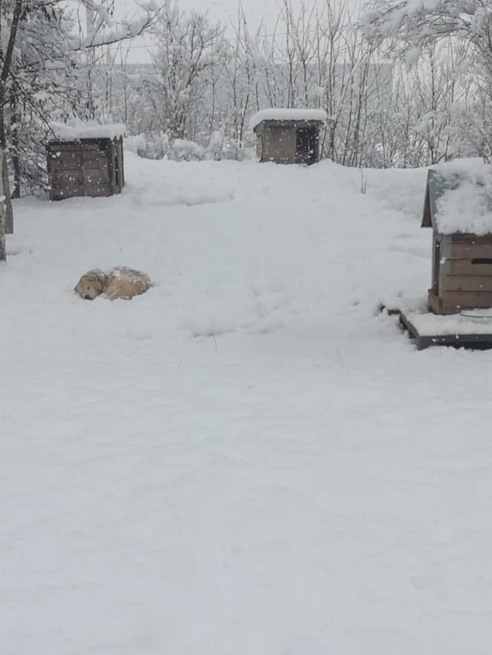 Apel catre iubitorii de animale ! Adapostul de caini este arhiplin (Foto)