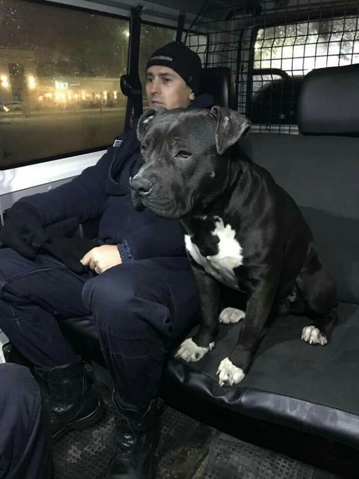 Intervenție mai puțin obișnuită. Jandarmii chemați să captureze un câine (Foto)