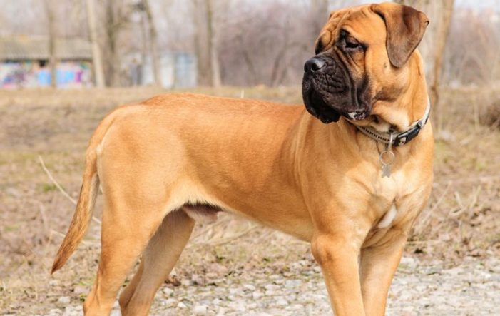 Politia avertizeaza ! Toți romanii care au animale de rasa sunt vizati