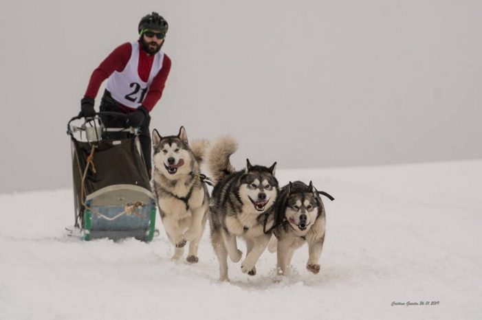 Un careian pe podium la un concurs internațional de atelaje canine