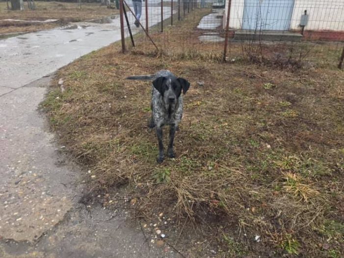 Ajutați-ne să-i găsim stăpânii ! E un suflet și are căsuța lui … (Foto)