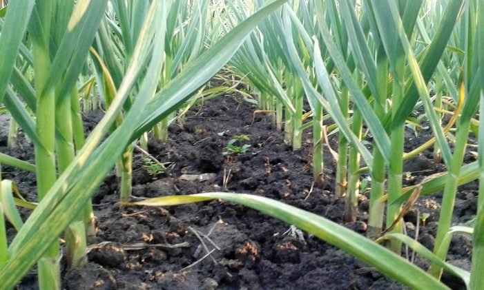 Guvernul a aprobat subvenția pentru cultivatorii de usturoi