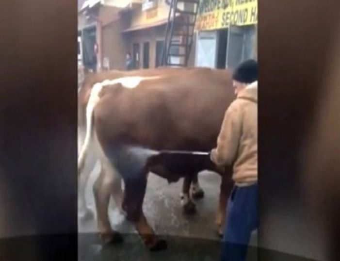 Noaptea minții ! Vaci duse la spălătoria auto (Foto)