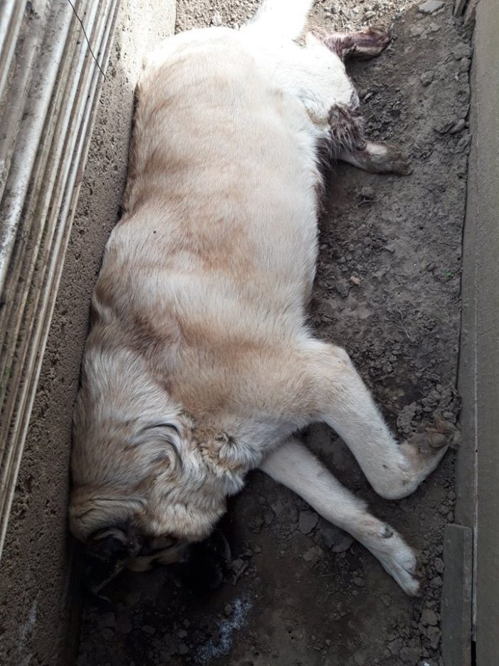 De neimaginat ! Câine împușcat în curtea stăpânilor (Foto)
