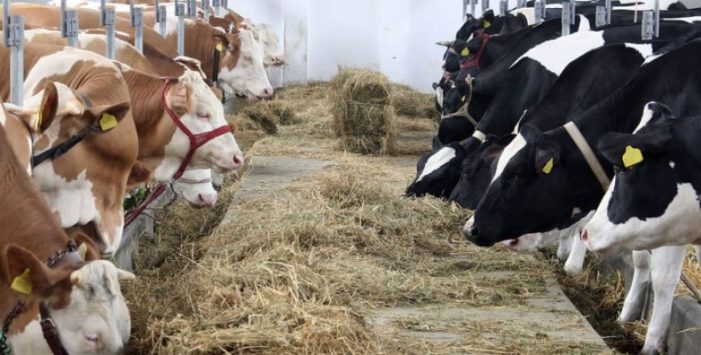 Milioane de euro pentru fermierii sătmăreni
