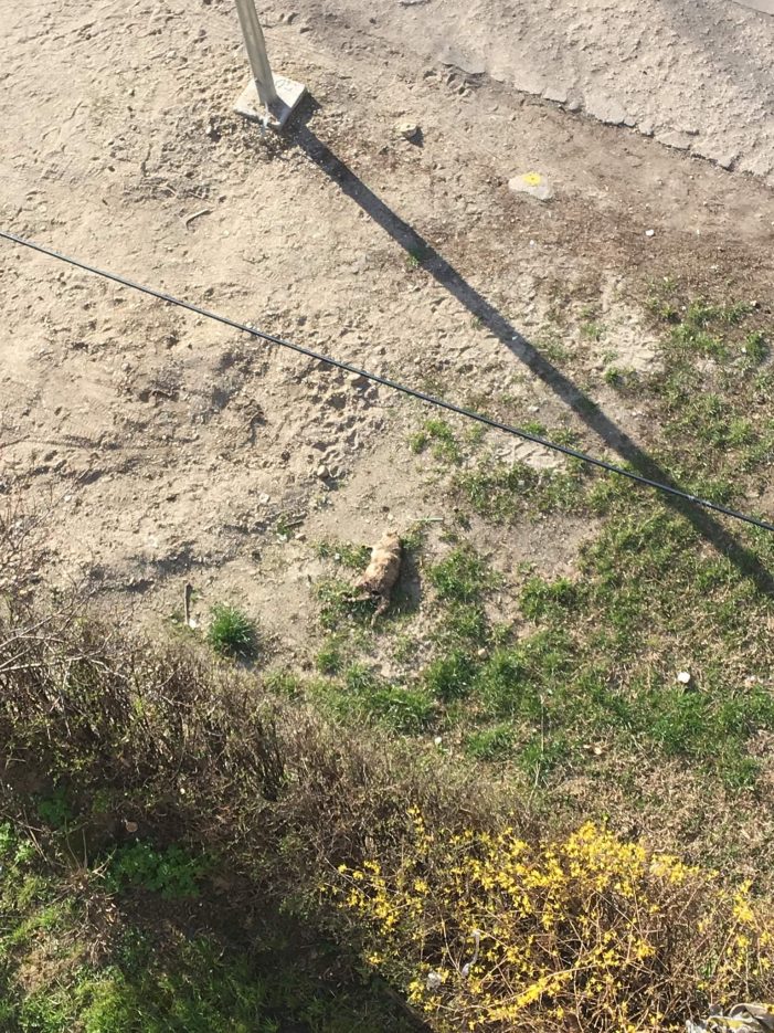 Cadavrul unei pisici, lăsat să putrezească în fața blocului