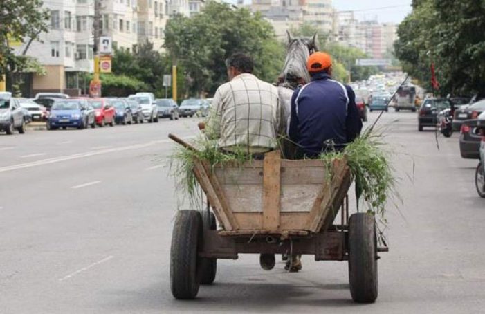 Căruțași, amendați. Prinși la „plimbare” prin oraș (Foto)
