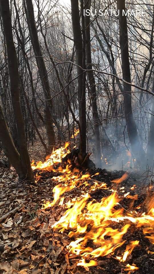 Pădurea în pericol ! Pompierii intervin (Foto)