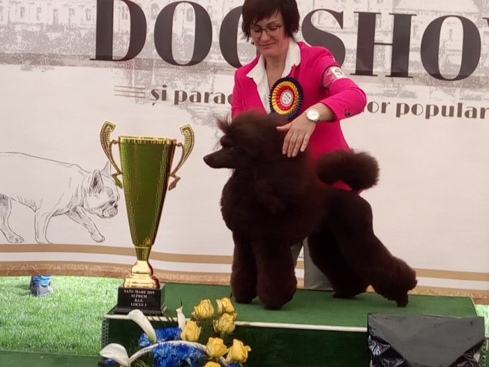 Care este cel mai frumos câine de la Dog Show Satu Mare (Foto)