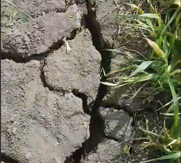 Secetă mare în zona Tășnadului (video)