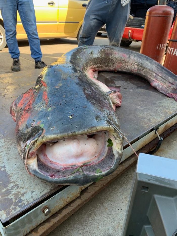 Monstru de 75 de kilograme capturat azi dimineață pe Someș (galerie foto)