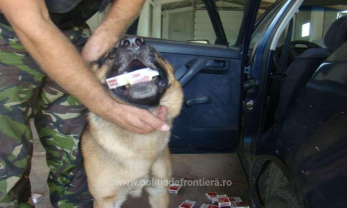 Ajutorul neprețuit al unui câine polițist și nefumător pentru prinderea unui mic contrabandist de țigări (foto)
