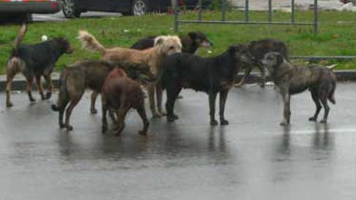 Întâlnire cu conducerea Colegiului Medicilor Veterinari Satu Mare pe tema câinilor fără stăpân