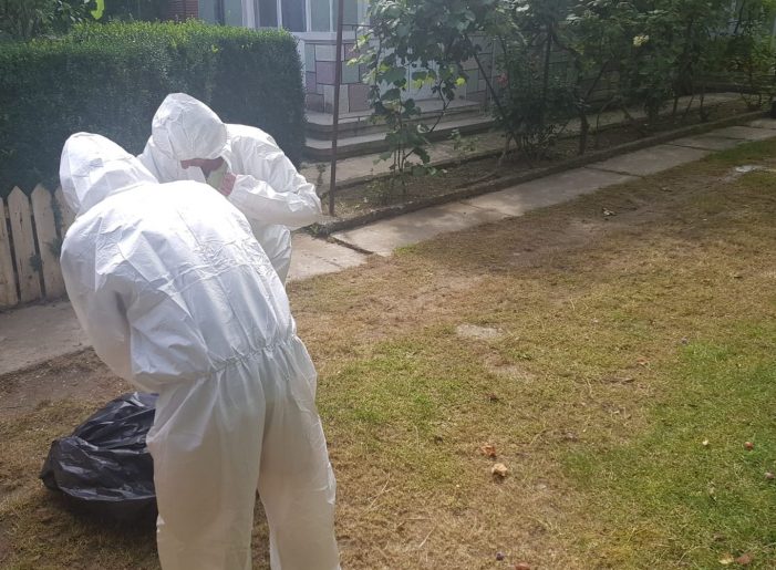 9 focare active de pestă porcină în județul Satu Mare. Și 1343 de mistreți împușcați