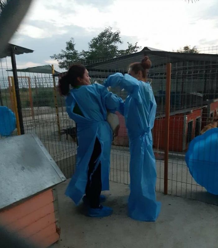 Asociația FREE LIFE are mare nevoie de bani pentru a trata câinii luați de pe stradă (foto)