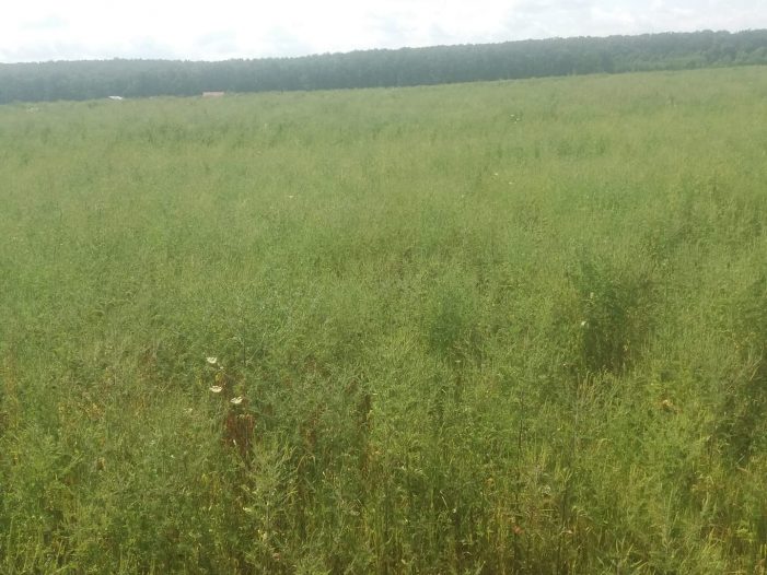 FOTO. Plantații de ambrozia de care Agenția de Protecția Mediului Satu Mare se face că nu știe nimic. Sănătatea oamenilor, periclitată de indiferența autorităților