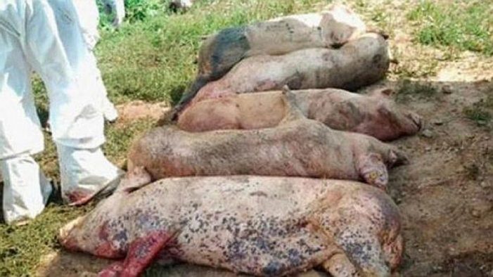 Sute de animale afectate de pesta porcină în județul Satu Mare. Toate datele oficiale despre evoluția bolii