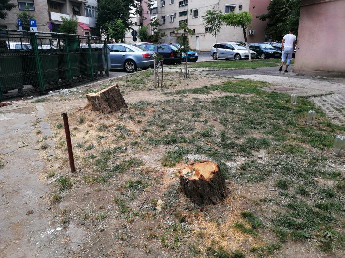 FOTO/VIDEO. Copaci supraviețuitori din cartierele Sătmarului, tăiați fără milă! Anterior, primăria „a decis” altfel soarta unuia