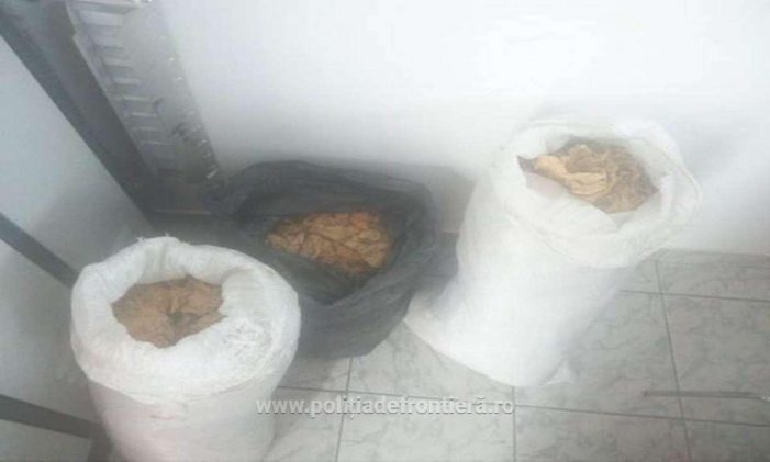 Zeci de kilograme de tutun „pentru consum propriu”, necesare pentru cercetările polițiștilor de la Petea