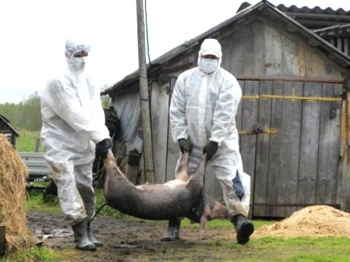 Focar de pestă porcină africană confirmat la Turț