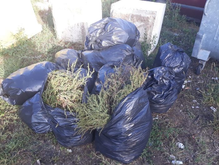 În județ s-au strâns peste 24 de tone de buruieni păcătoase în campania “28 Septembrie 2019 SOS – Ambrozia”