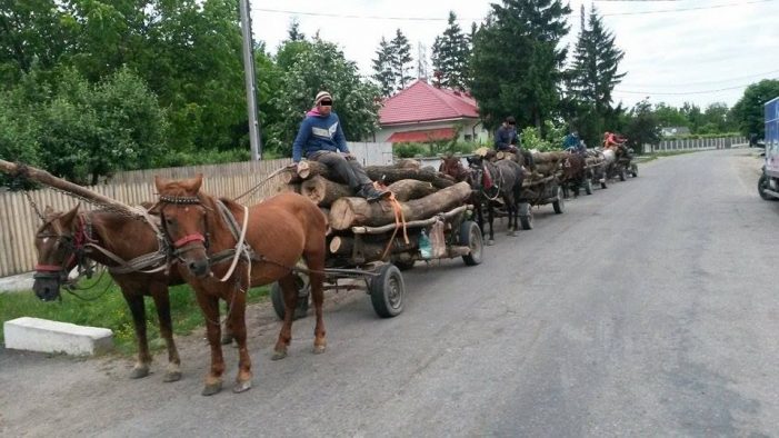 Polițiștii sătmăreni au confiscat 3 metri cubi de lemne de la căruțași