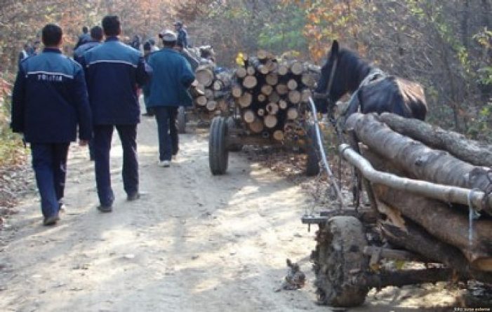 Cum cresc spectaculos confiscările de material lemnos de la căruțași