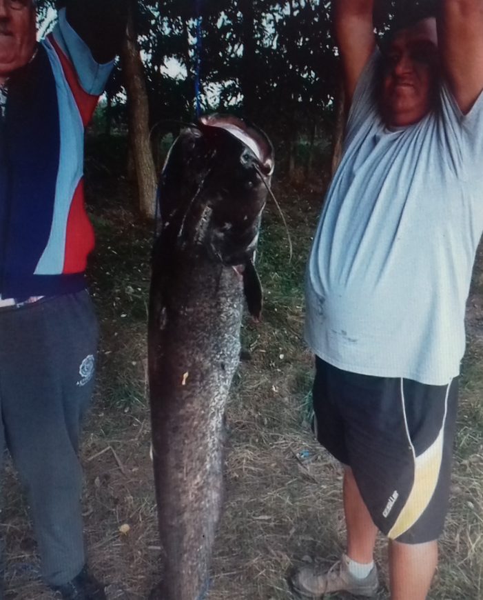 „Mustacios” uriaș, pescuit din Balta de la Ianculesti (Foto)