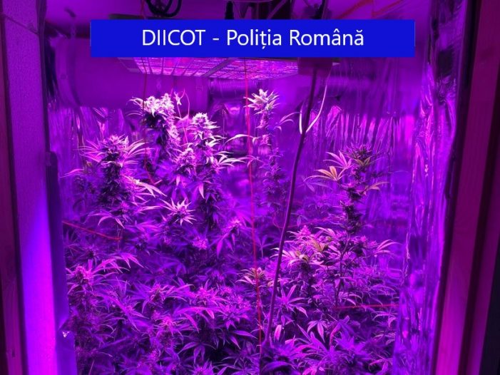 Doi traficanti de droguri, prinși în Maramures. Aveau „afaceri” și in Satu Mare ?