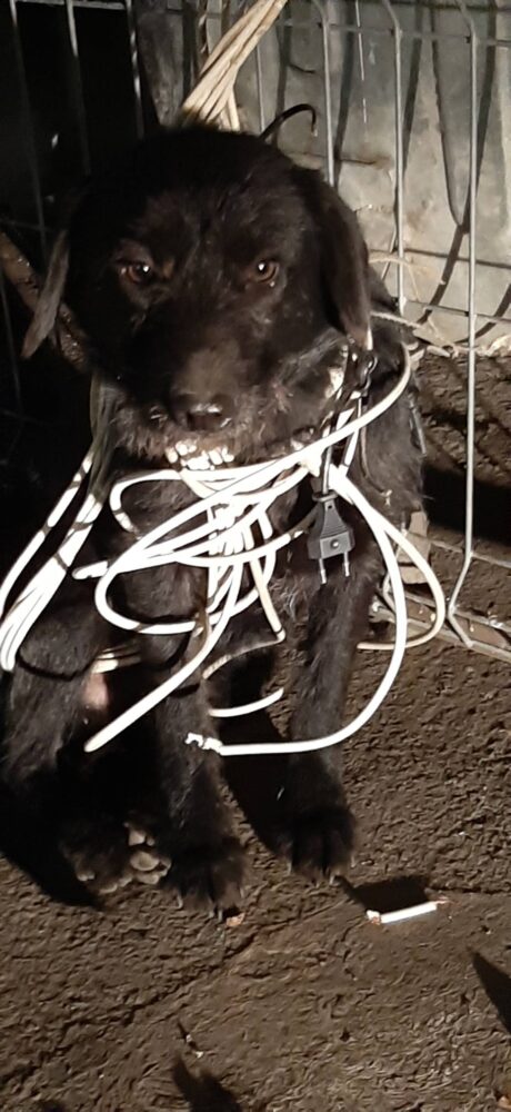 Se întâmpla în municipiul Satu Mare ! Câine legat de gât cu un cablu ! (Foto)