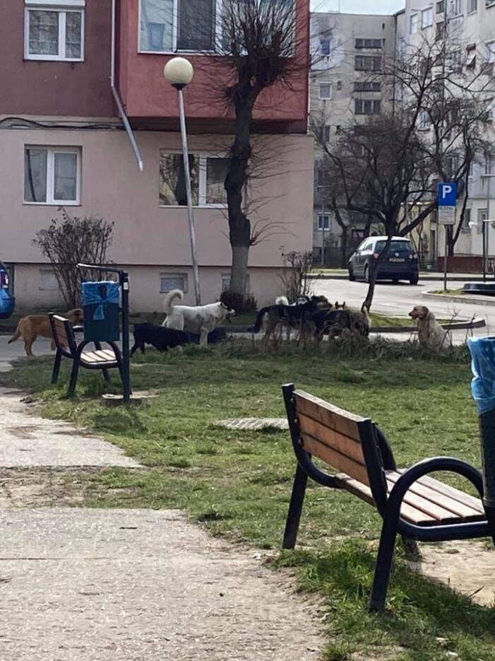 Haita de câini vagabonzi într-un parc din Satu Mare (Foto)