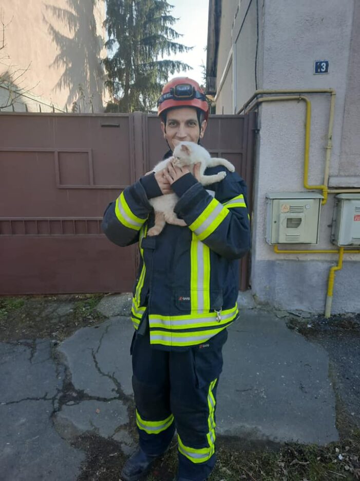 Pisică salvată de pompierii sătmăreni (Foto)